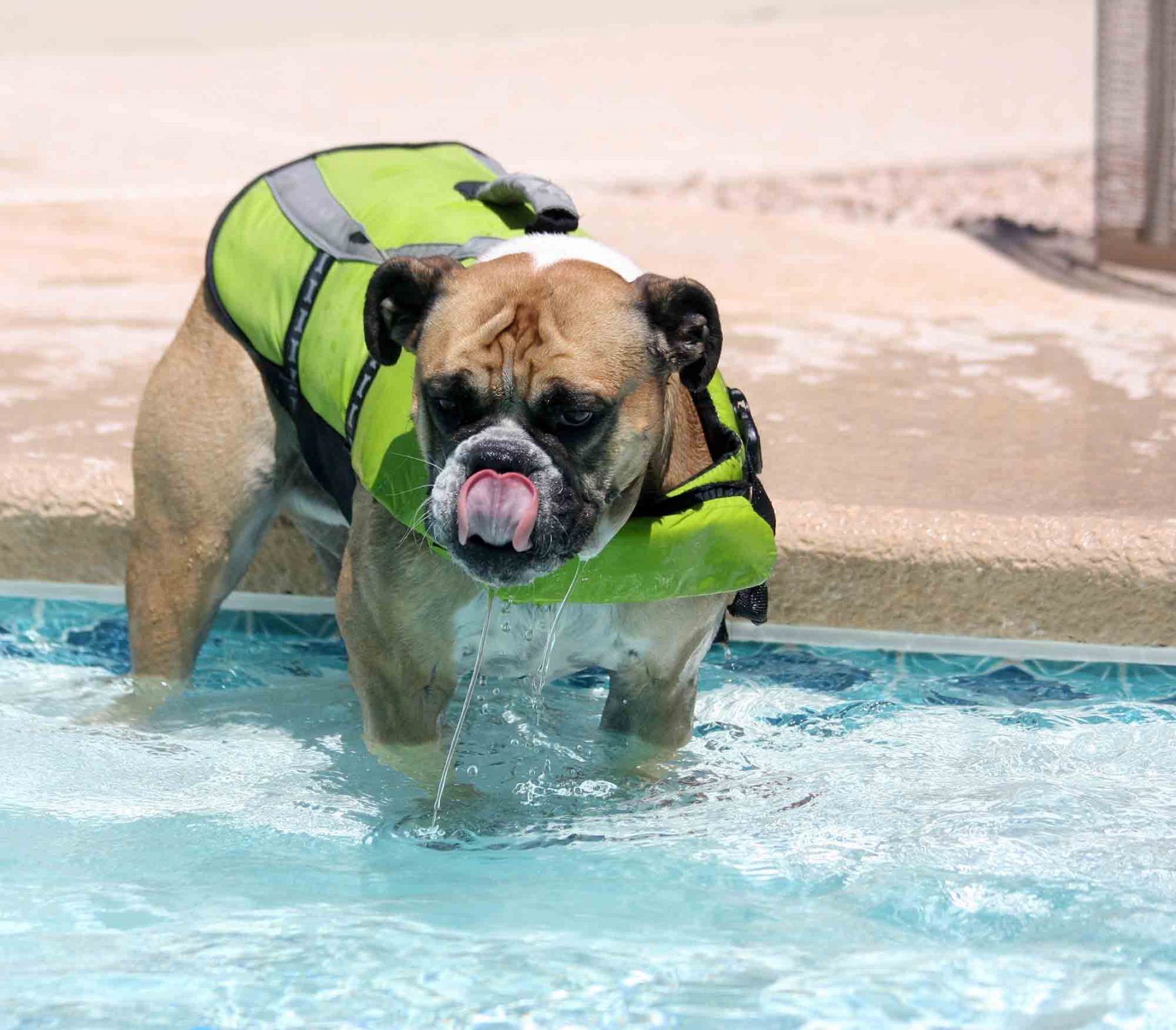 Dog swimming safety is vitally important.