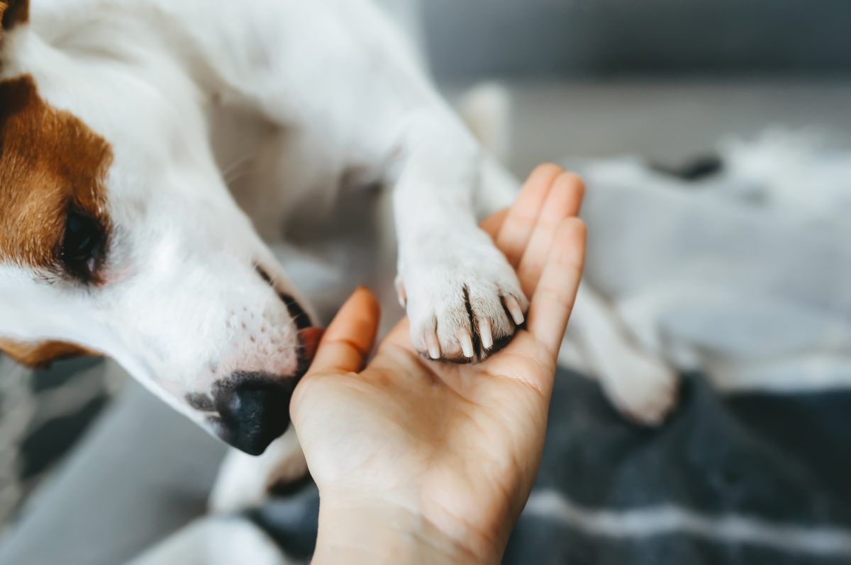 Closeup view of friendly jack russell terrier with paw in person's hand.