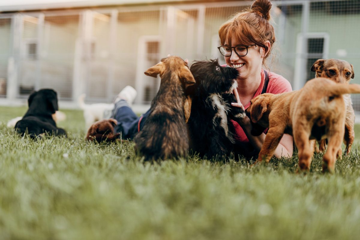 How You Can Help an Animal in Your City | Long Animal Hospital