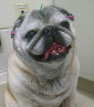 Dog with Acupuncture